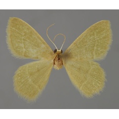 /filer/webapps/moths/media/images/M/malescripta_Chlorissa_A_ZSM_01.jpg