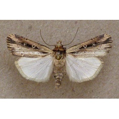 /filer/webapps/moths/media/images/A/annularis_Axylia_A_Butler.jpg