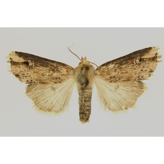 /filer/webapps/moths/media/images/S/semicirculosa_Hyperfrontia_AF_RMCA.jpg