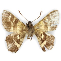 /filer/webapps/moths/media/images/H/hesperistis_Apoprogones_HT_NHMUKb.jpg