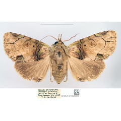 /filer/webapps/moths/media/images/L/lamottei_Saaluncifera_AF_NHMUK.jpg
