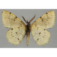 /filer/webapps/moths/media/images/O/orthogonalis_Colocleora_AM_ZSMb.jpg