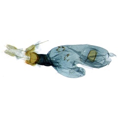 /filer/webapps/moths/media/images/C/corystos_Thubdora_GFPT_NIBR_CIS7352.jpg
