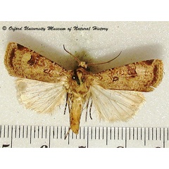 /filer/webapps/moths/media/images/T/trux_Agrotis_A_OUMNH_01.jpg