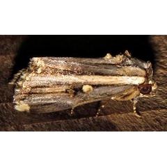 /filer/webapps/moths/media/images/R/rectiradiata_Anedhella_A_Braun_06.jpg