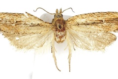 Bactra botswanae