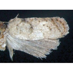 /filer/webapps/moths/media/images/F/fustigera_Apotoforma_AM_Trematerra.jpg