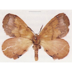 /filer/webapps/moths/media/images/O/oscari_Cryptojana_HT_ANHRT.jpg