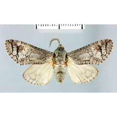 /filer/webapps/moths/media/images/S/sidamo_Cossus_HT_MNHN.jpg