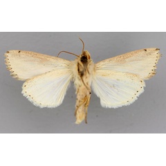 /filer/webapps/moths/media/images/P/panarista_Aletia_A_RMCA_02.jpg