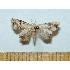 /filer/webapps/moths/media/images/D/dohertyi_Leucoplema_A_Mateke.jpg