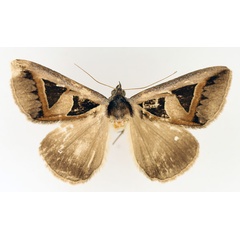 /filer/webapps/moths/media/images/M/microgonia_Grammodes_AM_TMSA_02.jpg