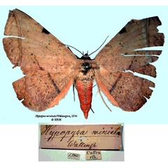 /filer/webapps/moths/media/images/M/miniata_Hypopyra_HT_SNHM.jpg