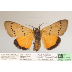 /filer/webapps/moths/media/images/E/eddela_Euproctoides_AF_MGCLa_02.JPG
