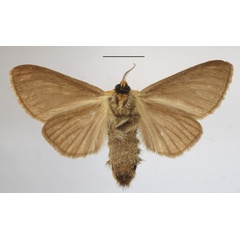 /filer/webapps/moths/media/images/S/spurcata_Antheua_A_MGCLb_01.JPG