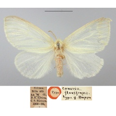 /filer/webapps/moths/media/images/F/flavifrons_Caviria_HT_BMNH.jpg