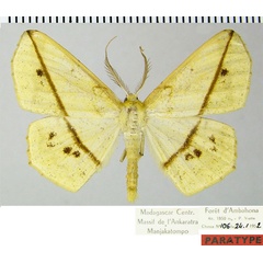 /filer/webapps/moths/media/images/P/phrynogyna_Psilocerea_PTM_ZSMa.jpg