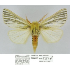/filer/webapps/moths/media/images/C/conspicuana_Antheua_HT_ANHRT.jpg