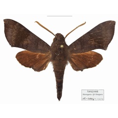 /filer/webapps/moths/media/images/P/probata_Temnora_AM_Basquin.jpg