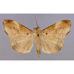 /filer/webapps/moths/media/images/T/tristictica_Parca_AM_RMCA_01.jpg