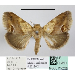 /filer/webapps/moths/media/images/F/fulvirufa_Acontia_A_MGCLa_01.JPG