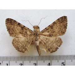 /filer/webapps/moths/media/images/B/boarmoides_Polydesma_A_MMUM_01.jpg