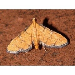 /filer/webapps/moths/media/images/F/flavalis_Piletocera_A_Roland.jpg