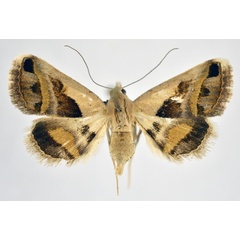 /filer/webapps/moths/media/images/C/circumdata_Acantholipes_A_NHMO_02.jpg