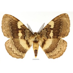 /filer/webapps/moths/media/images/E/edulis_Striphnopteryx_AM_Basquin_01.jpg