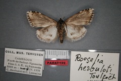 Meganola herbuloti
