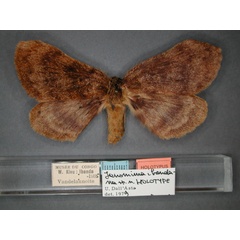 /filer/webapps/moths/media/images/I/ibandana_Janomima_HT_RMCA_01.jpg