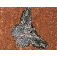 /filer/webapps/moths/media/images/T/tuckeri_Mictoschema_A_Roland.jpg