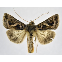 /filer/webapps/moths/media/images/I/indicator_Thysanoplusia_AM_NHMO.jpg