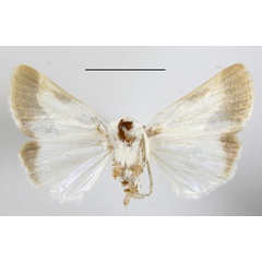/filer/webapps/moths/media/images/N/nitidula_Acontia_A_MGCLb_01.JPG