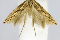 Scythris davidi