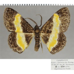 /filer/webapps/moths/media/images/S/stilbia_Pycnostega_AM_ZSMa.jpg