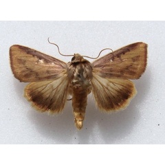 /filer/webapps/moths/media/images/A/affinis_Adisura_A_Goff_01.JPG