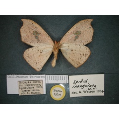 /filer/webapps/moths/media/images/I/inangulata_Spidia_PT_RMCA_02.jpg