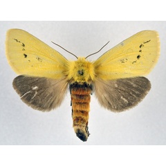 /filer/webapps/moths/media/images/T/tricolor_Antheua_AF_NHMO.jpg