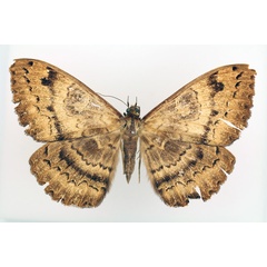 /filer/webapps/moths/media/images/A/atavistis_Erebus_AM_TMSA_02.jpg