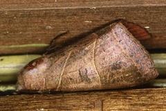 Thyas rubricata