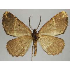/filer/webapps/moths/media/images/C/cuneata_Darisodes_PTM_ZSMb.jpg