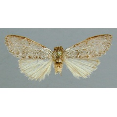 /filer/webapps/moths/media/images/D/dorsalis_Tenostaura_HT_RMCA.jpg