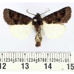 /filer/webapps/moths/media/images/T/trista_Melanephia_AM_BMNH.jpg