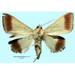 /filer/webapps/moths/media/images/W/wahlbergi_Ophiodes_HT_SNHMb.jpg