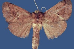 Kayamuhakaia gitegaensis