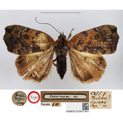 /filer/webapps/moths/media/images/L/leprosa_Plastenis_HT_NHMUK.jpg