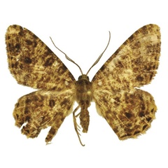 /filer/webapps/moths/media/images/H/helicalis_Afroracotis_PTM_ANHRT.jpg