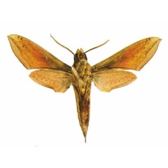 /filer/webapps/moths/media/images/G/gracilis_Hippotion_AM_EMEMb.jpg