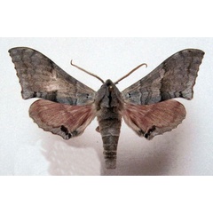 /filer/webapps/moths/media/images/J/jansei_Rufoclanis_AM_Basquin_02.jpg